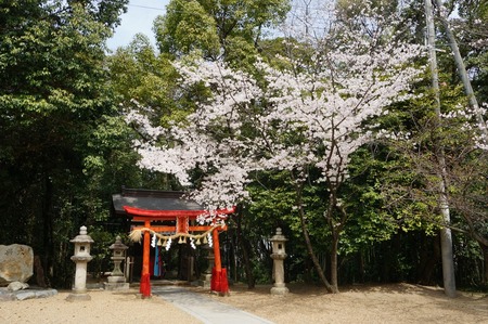 春日神社の桜130401_02