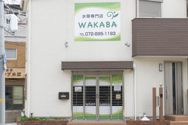 WAKABA-1606158