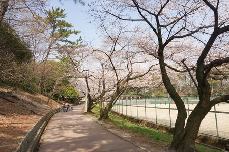 香里ヶ丘の桜-11