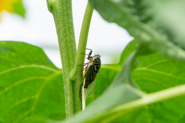 ひまわり-2007303