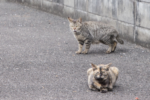 おたやん-1405265