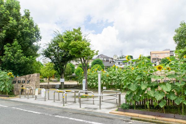 ひまわり-2007306