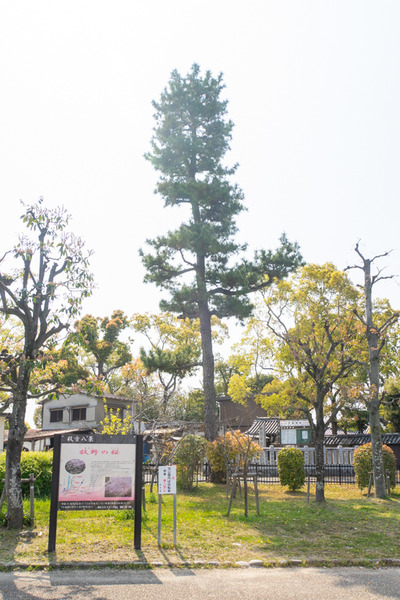 牧野公園-2004088