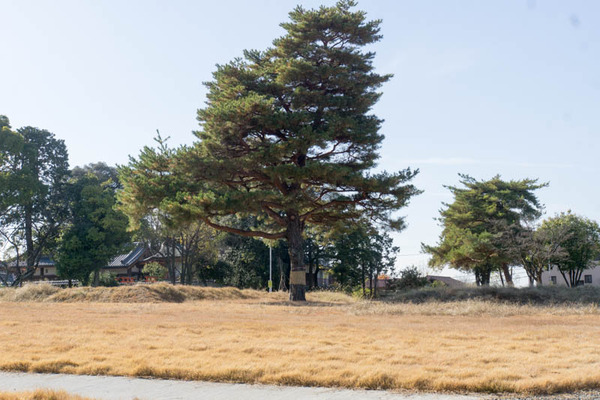 百済寺跡公園-16120315