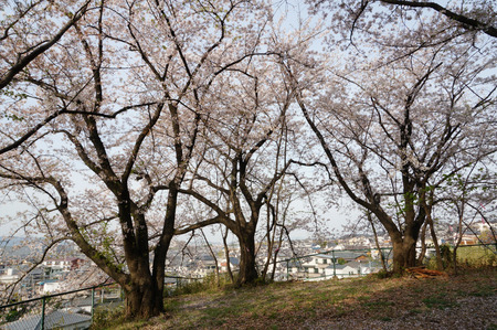 御殿山公園の桜130405-04