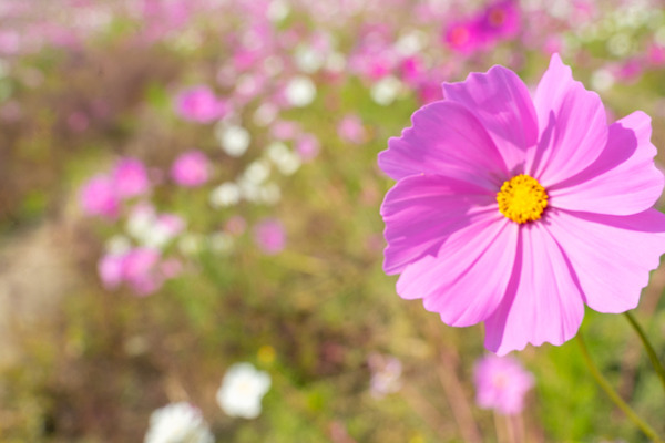 コスモス-2010292