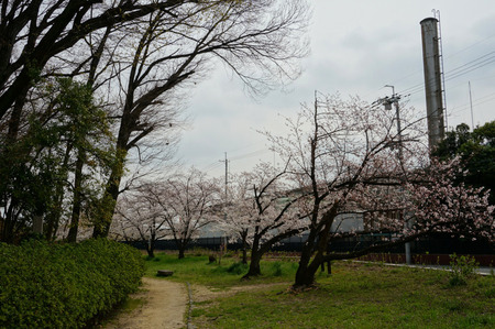 車塚公園の桜130329-04