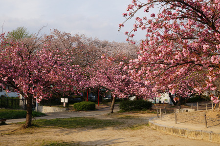 牧野公園の桜130410-05