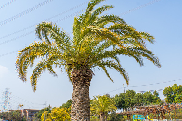 阪今池公園-2004089