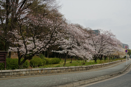車塚公園の桜130329-01
