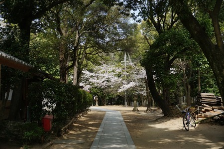 春日神社の桜130401_03