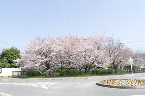 桜-15033105