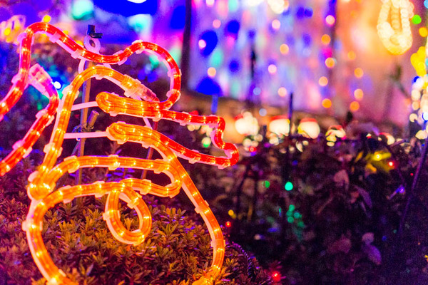 山ナリエ-16120934