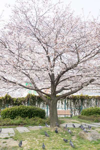 桜-1704052
