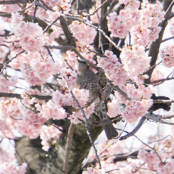 椿寒桜-1803154