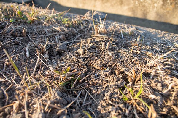 藤阪つくし-2101202