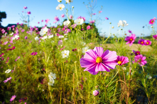 穂谷コスモス畑-1