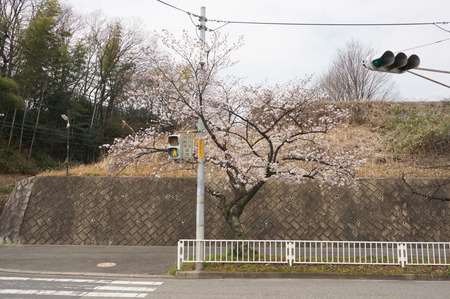 香里ヶ丘の桜-2