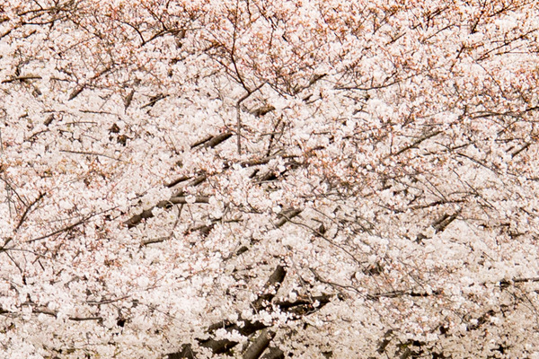 桜-2004021