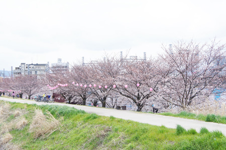 天の川の桜
