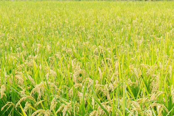 20200928京阪百貨店(小)-10