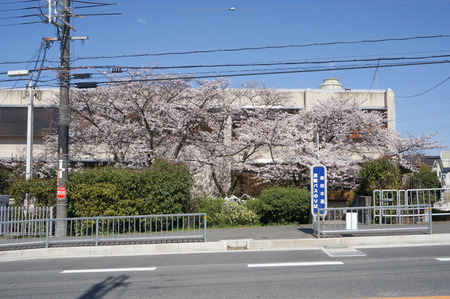 津田の桜-2