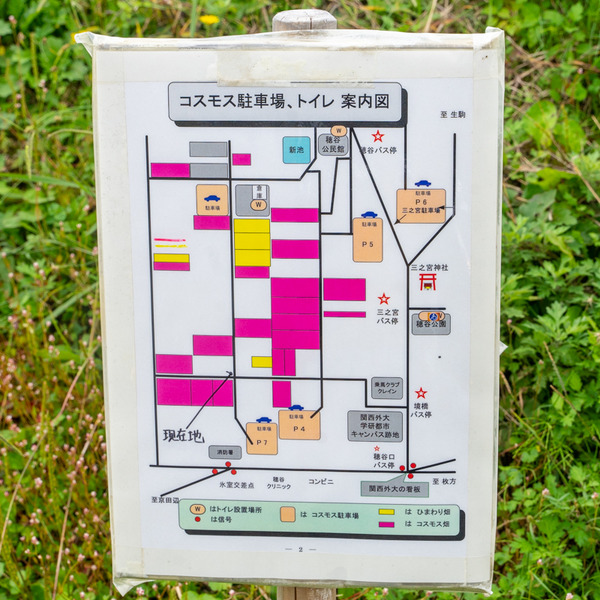 コスモス-2010226