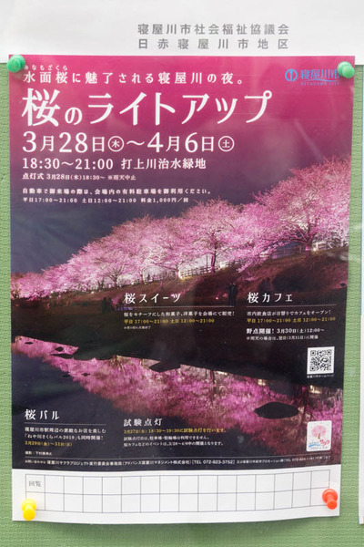 桜のライトアップ-1903121