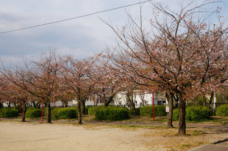 牧野公園の桜130410-01