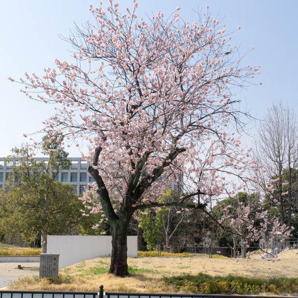 椿寒桜-1803152