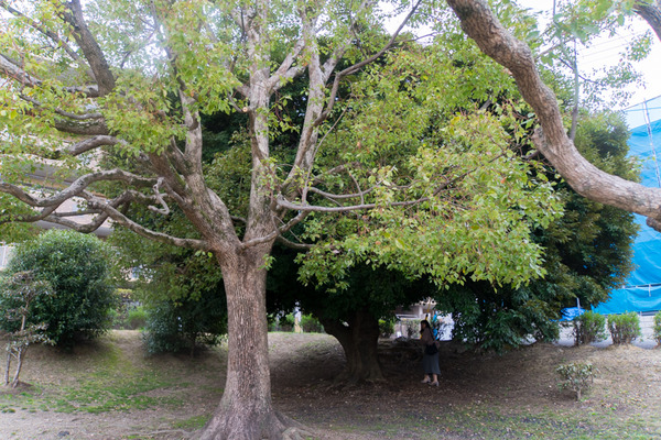 香里ケ丘西公園-20022512