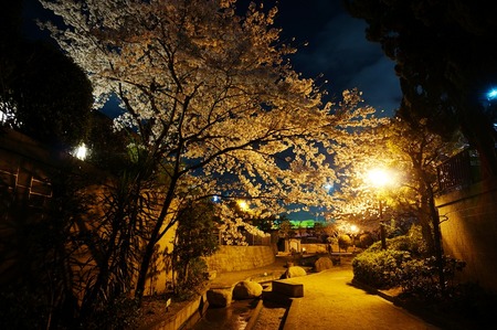 水面廻廊の夜桜130403-06