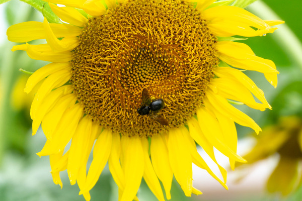 ひまわり-2007302