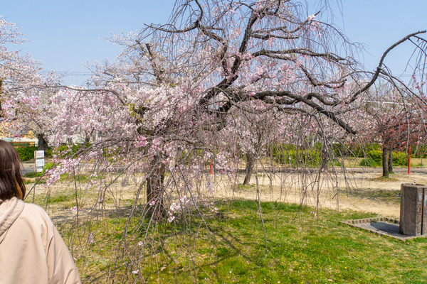 牧野公園-2004083