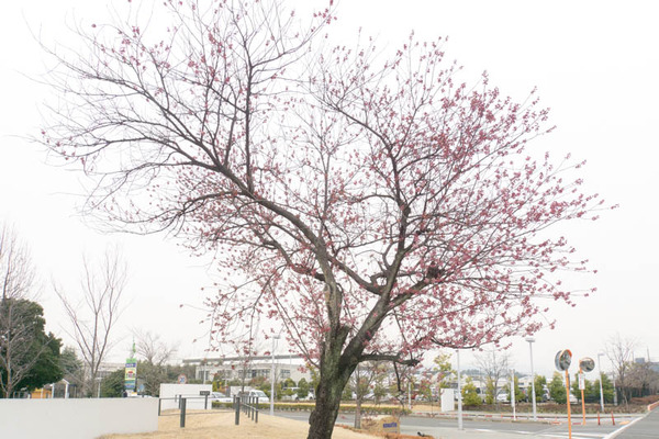椿寒桜-1703061