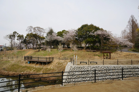 王仁公園の桜130404-01