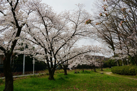 車塚公園の桜130329-02