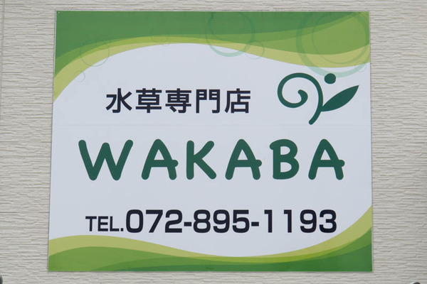 WAKABA-1606159