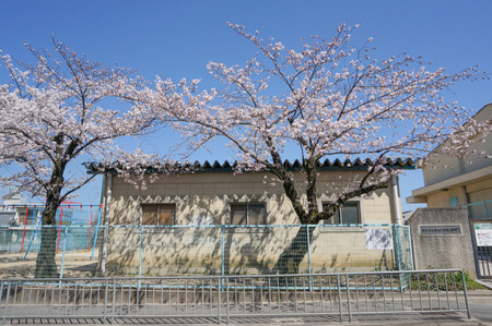 津田の桜-8
