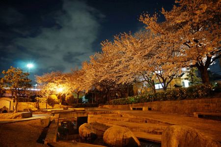 水面廻廊の夜桜130403-01