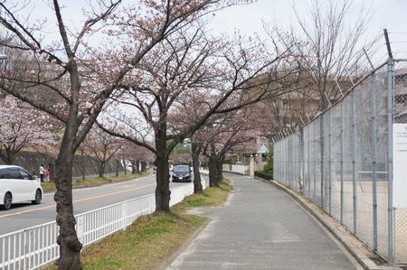 香里ヶ丘の桜-1