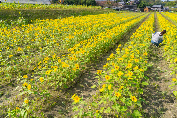 コスモス-2010296