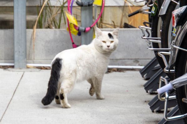 リパーク-2001176