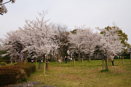 王仁公園の桜130404-04