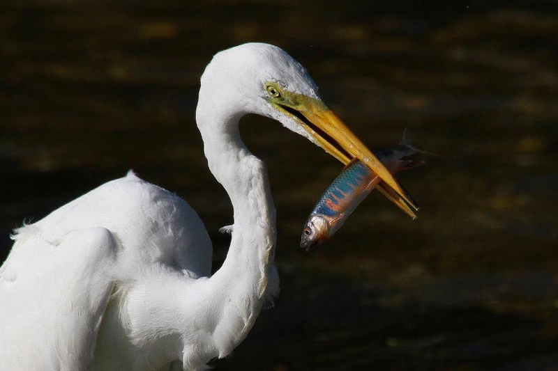天野川の河口で魚を捕食する鳥たち 枚方フォト 枚方つーしん 天野川の河口で魚を捕食する鳥たち 枚方フォト 枚方つーしん