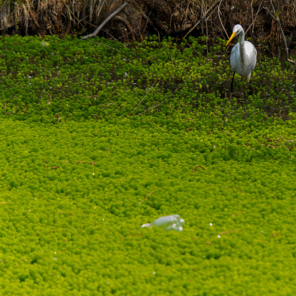 阪今池公園-20040817