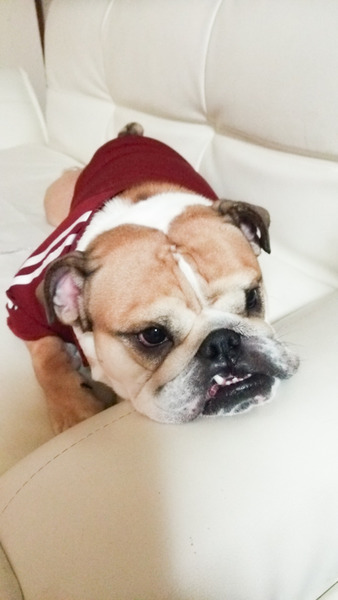 ぽてちゃん(ポテト)2