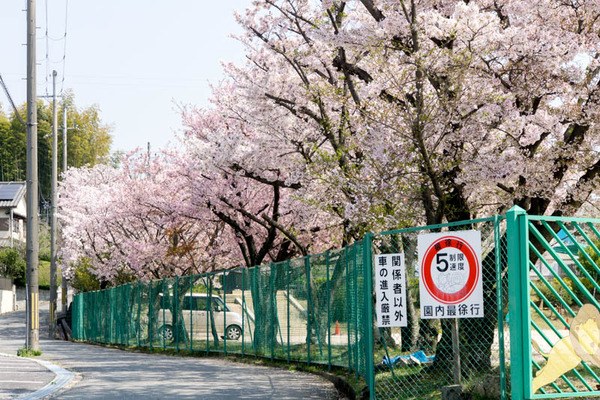 桜-1704142