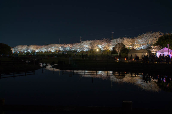 寝屋川桜-1803303