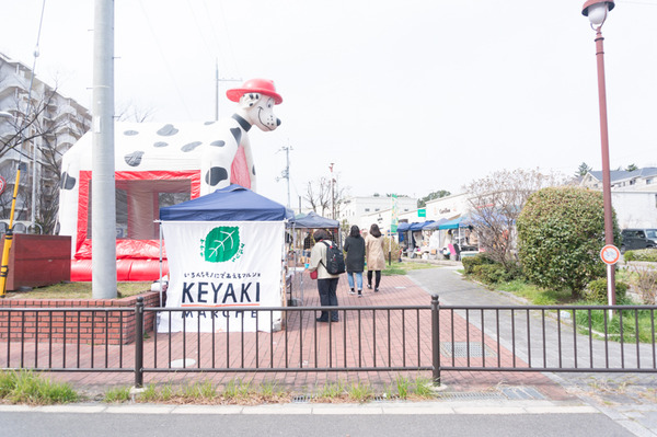 keyaki-2